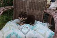 Hershey, a male Pomeranian for sale in Russellville, KY – Photo 6 of 7