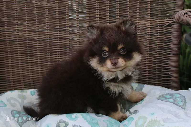 Hershey – Pomeranian puppy for sale in Russellville, KY