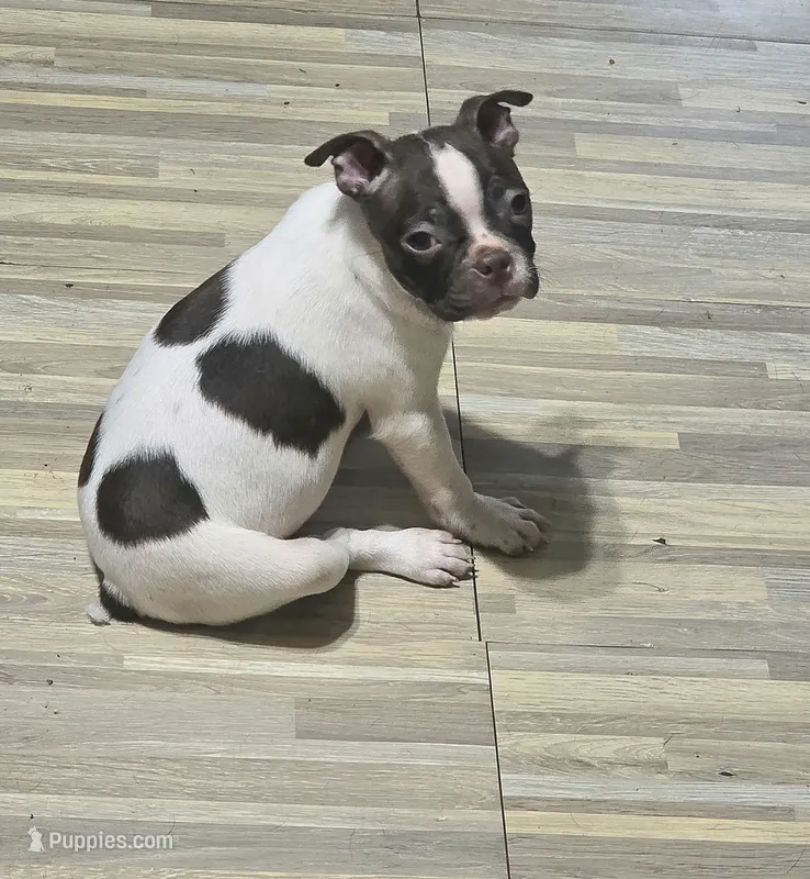 Speckles – Boston Terrier puppy for sale in Russellville, KY