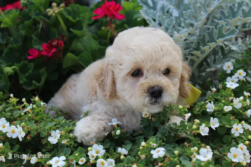 Princess fluff – Cockapoo, Poodle - Toy  puppy for sale in Russellville, KY