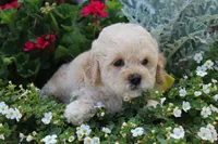 Princess fluff, a female Cockapoo and Poodle - Toy  for sale in Russellville, KY – 4 of 8