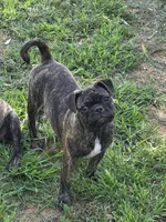 Toodles, a female Boston Terrier and Pug for sale in Russellville, KY – 3 of 3