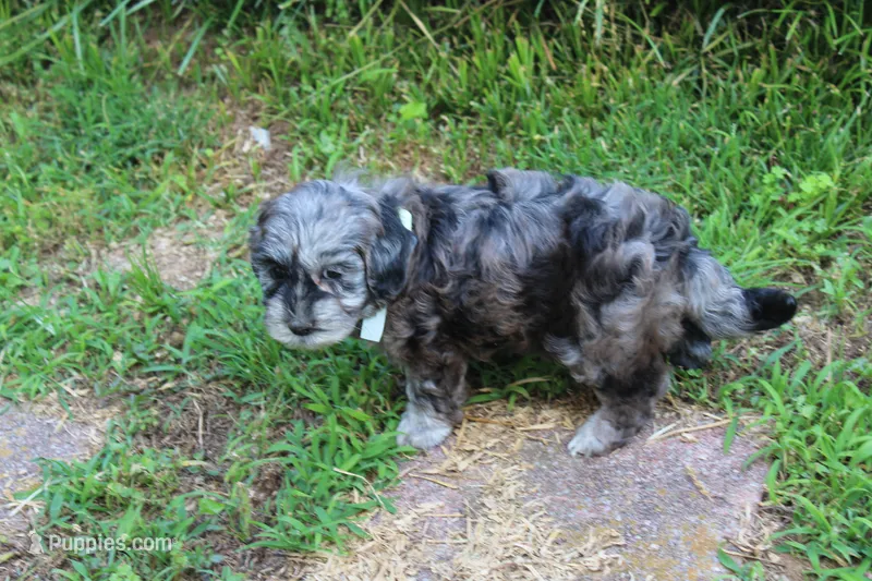 Patches  (blue merel) – Cockapoo, Poodle - Toy  puppy for sale in Russellville, KY