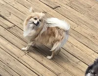 Charlie , a male Pomeranian for sale in Russellville, KY – 7 of 9