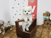 Ghost, a male Maltipoo and Maltese for sale in Russellville, KY – 2 of 4