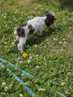 Tito, a male Poodle - Toy  for sale in Russellville, KY – 2 of 7