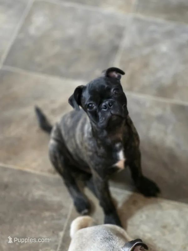 Tank – Boston Terrier, Pug puppy for sale in Russellville, KY