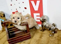 Goldie, a female Shihpoo and Shih Tzu for sale in Russellville, KY – 3 of 5
