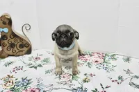 Boomer, a male Pug for sale in Russellville, KY – Photo 2 of 5