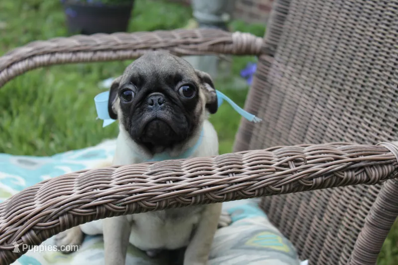 Poppy – Pug puppy for sale in Russellville, KY