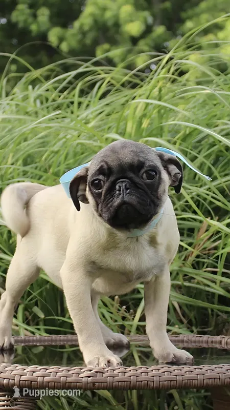Poppy – Pug puppy for sale in Russellville, KY