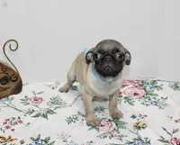 Boomer, a male Pug for sale in Russellville, KY – Photo 5 of 5