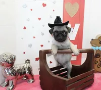 Boomer, a male Pug for sale in Russellville, KY – Photo 4 of 4