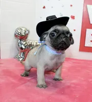 Boomer, a male Pug for sale in Russellville, KY – Photo 2 of 4