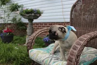 Poppy, a male Pug for sale in Russellville, KY – 6 of 10