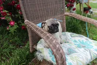 Poppy, a male Pug for sale in Russellville, KY – 2 of 10