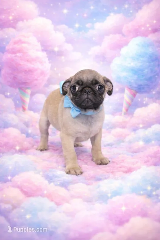 Boomer – Pug puppy for sale in Russellville, KY