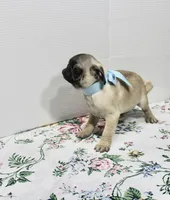 Boomer, a male Pug for sale in Russellville, KY – Photo 4 of 5