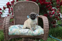 Poppy, a male Pug for sale in Russellville, KY – 3 of 10