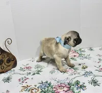 Boomer, a male Pug for sale in Russellville, KY – Photo 3 of 5