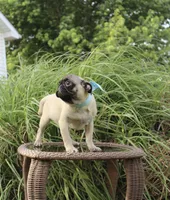 Poppy, a male Pug for sale in Russellville, KY – 4 of 10