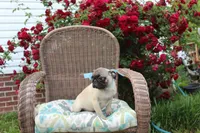 Poppy, a male Pug for sale in Russellville, KY – 10 of 10