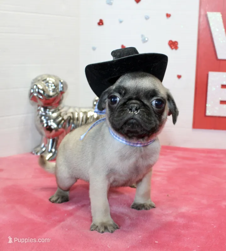 Boomer, a male Pug for sale in Russellville, KY – Photo 1 of 4