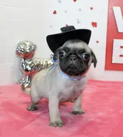 Boomer, a male Pug for sale in Russellville, KY – Photo 1 of 4