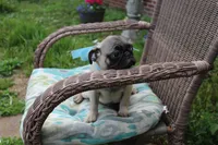 Poppy, a male Pug for sale in Russellville, KY – 9 of 10