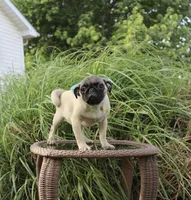Poppy, a male Pug for sale in Russellville, KY – 7 of 10