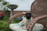 Poppy, a male Pug for sale in Russellville, KY – 5 of 10