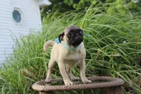 Poppy, a male Pug for sale in Russellville, KY – 8 of 10