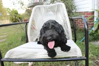 Onyx, a female Cockapoo and Cocker Spaniel for sale in Russellville, KY – 2 of 6