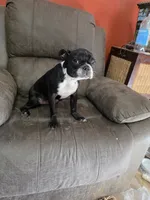 Bossy, a female Boston Terrier for sale in Russellville, KY – 3 of 5