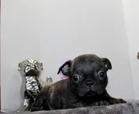 Tinkerbell, a female Boston Terrier and Pug for sale in Russellville, KY – Photo 2 of 4