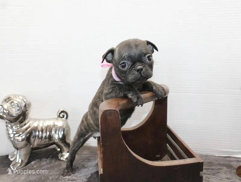 Tinkerbell – Boston Terrier, Pug puppy for sale in Russellville, KY