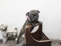 Tinkerbell, a female Boston Terrier and Pug for sale in Russellville, KY – Photo 1 of 4