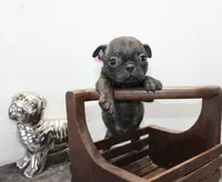 Tinkerbell, a female Boston Terrier and Pug for sale in Russellville, KY – Photo 3 of 4