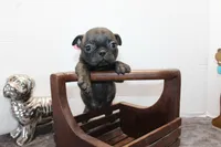 Tinkerbell, a female Boston Terrier and Pug for sale in Russellville, KY – Photo 4 of 4