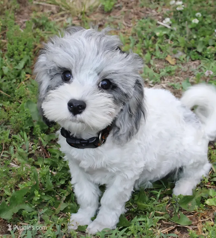 Romeo (blue Merle parti) – Maltipoo, Maltese puppy for sale in Russellville, KY