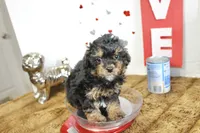 Loui, a male Poodle - Miniature  for sale in Russellville, KY – 3 of 6