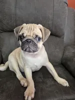 Pugarooney "Purebred Pug", a male Pug for sale in Russellville, KY – 2 of 6