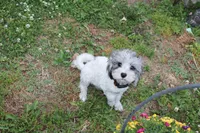 Romeo (blue Merle parti), a male Maltipoo and Maltese for sale in Russellville, KY – 3 of 5
