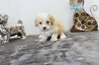 Twinky, a female Poodle - Toy  and Miniature Aussiedoodle for sale in Russellville, KY – Photo 3 of 5