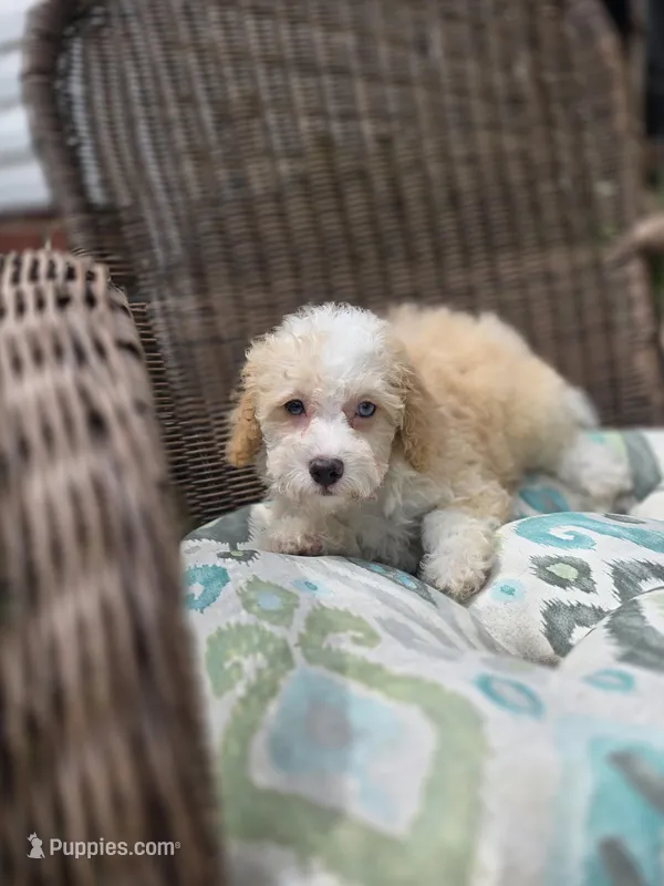 Twinky blue eyes – Poodle - Toy , Miniature Aussiedoodle puppy for sale in Russellville, KY