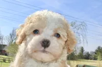 Twinky, a female Poodle - Toy  and Miniature Aussiedoodle for sale in Russellville, KY – Photo 1 of 5