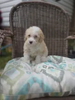Twinky blue eyes, a female Poodle - Toy  and Miniature Aussiedoodle for sale in Russellville, KY – 5 of 5