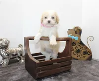 Twinky, a female Poodle - Toy  and Miniature Aussiedoodle for sale in Russellville, KY – Photo 4 of 5