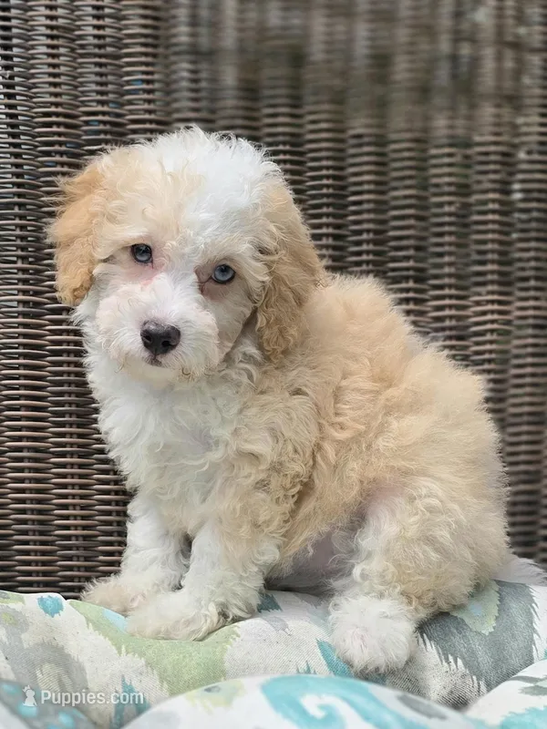 Twinky blue eyes – Poodle - Toy , Miniature Aussiedoodle puppy for sale in Russellville, KY