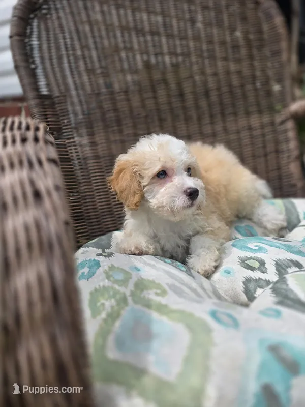 Twinky blue eyes – Poodle - Toy , Miniature Aussiedoodle puppy for sale in Russellville, KY